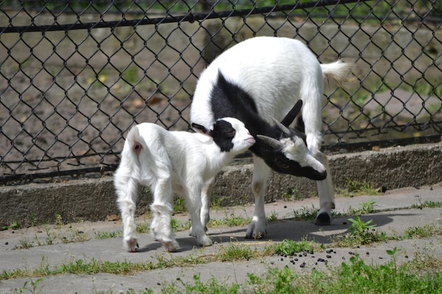 Chèvres mère et enfant