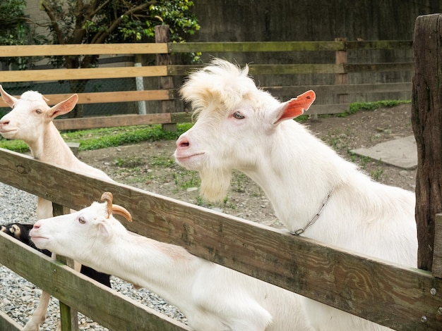 Des chèvres mignons à la ferme de Yilan