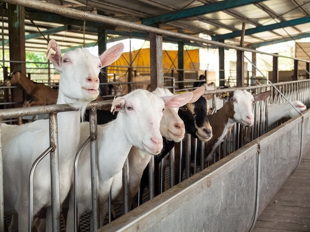 Des chèvres mignons à la ferme de Yilan