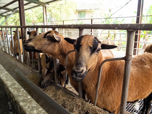 Des chèvres mignons à la ferme de Yilan