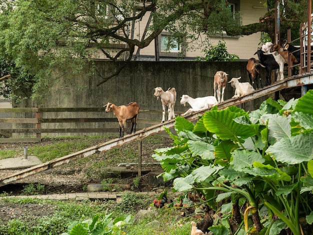 Des chèvres mignons à la ferme de Yilan