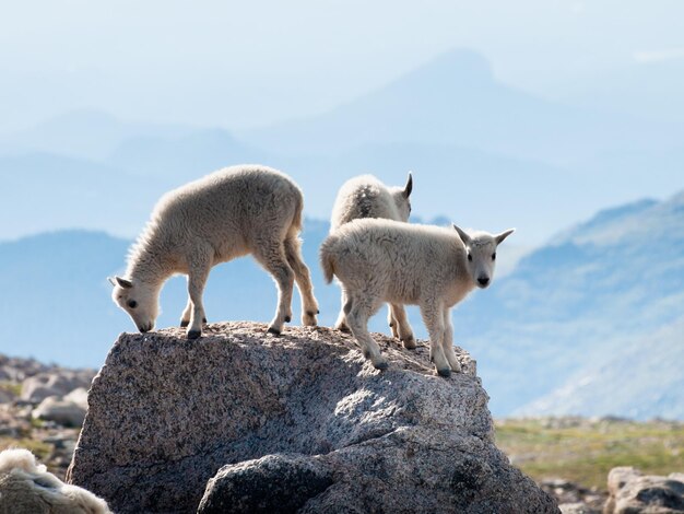 Chèvres de montagne de bébé d'arbre sur le dessus de la roche.