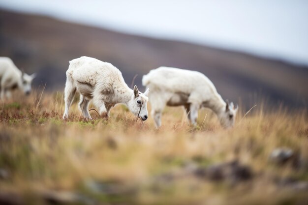Des chèvres de montagne paissent sur une végétation claire sur une pente