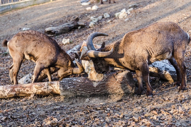 Chèvres de montagne pour un repas