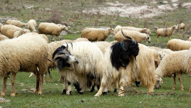 Chèvres et moutons Le troupeau paît dans la nature