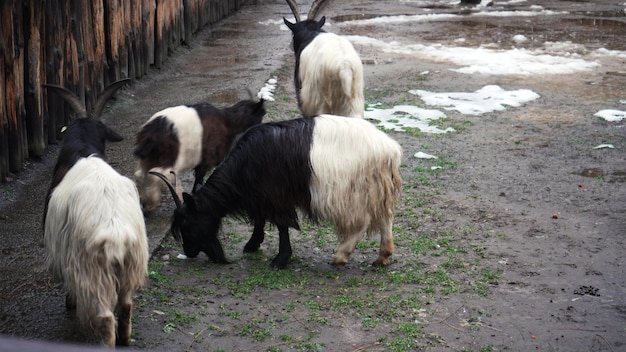 Des chèvres noires et blanches se promènent dans le stade Portrait d'une chèvre bicolore Ménage à la campagne