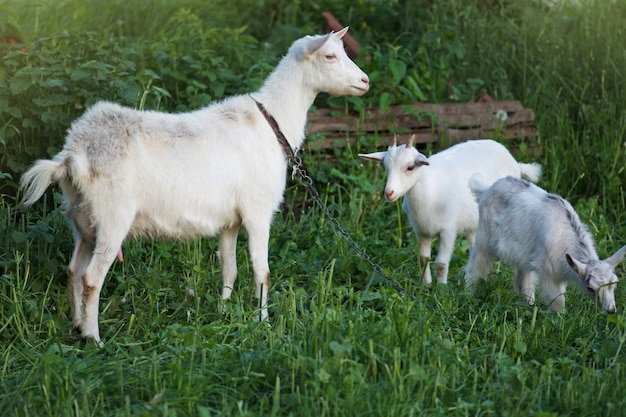 Des chèvres paissent dans un pré vert