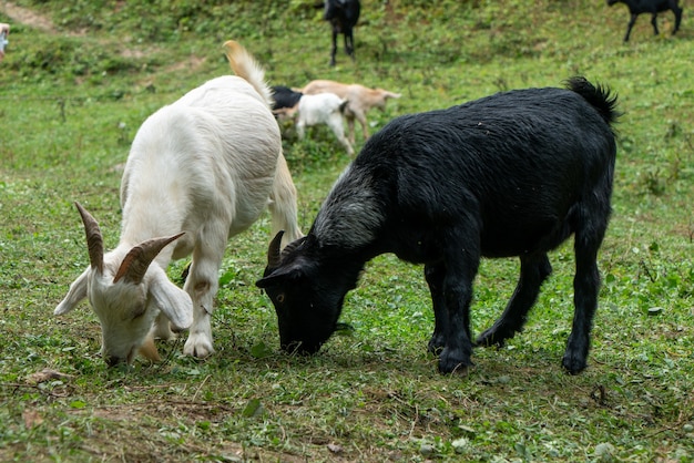 Les chèvres paissent sur l'herbe