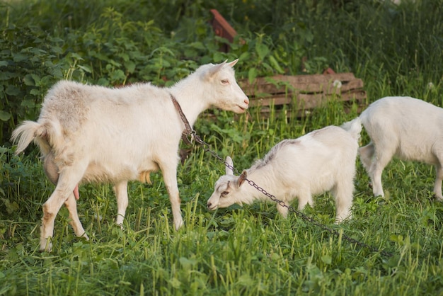 Les chèvres paissent sur un pré vert Chèvre avec un chevreau Chèvres familiales sur fond d'herbe verte Pâturage d'un bétail