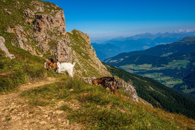 Des chèvres qui paissent dans les dolomites