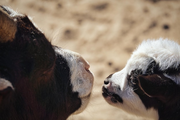 Les chèvres sont des animaux de la ferme Elles sont intéressantes à observer surtout si ce sont de jeunes animaux