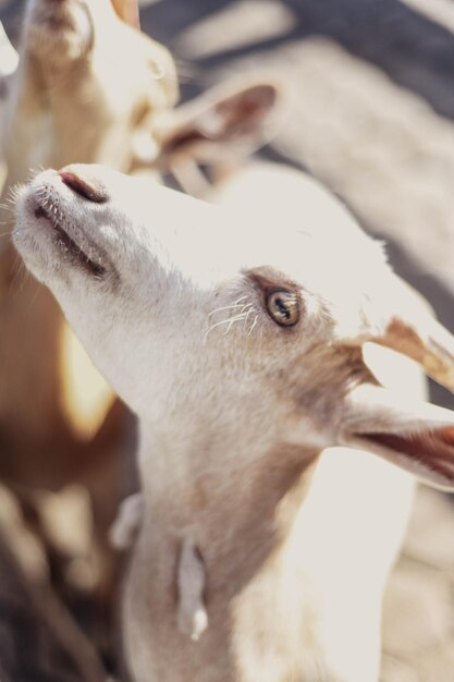 Des chèvres typiques d'Amérique du Sud dans une ferme.