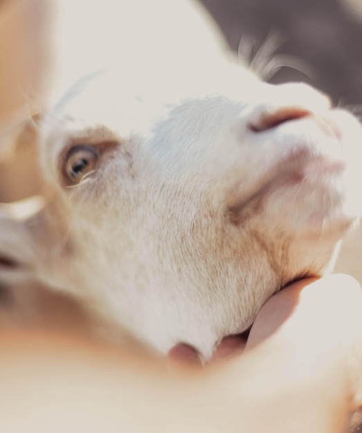 Des chèvres typiques d'Amérique du Sud dans une ferme.