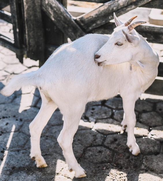 Des chèvres typiques d'Amérique du Sud dans une ferme.