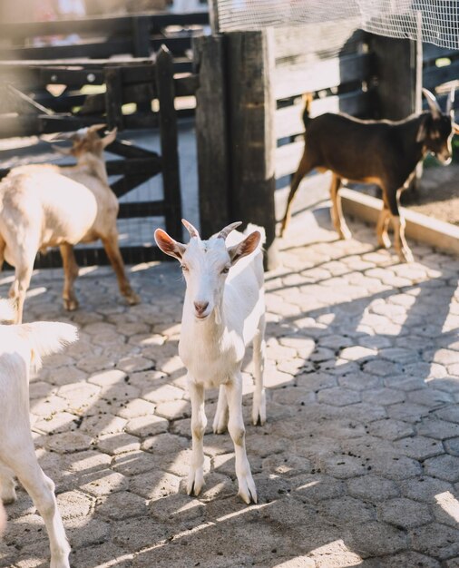 Des chèvres typiques d'Amérique du Sud dans une ferme.