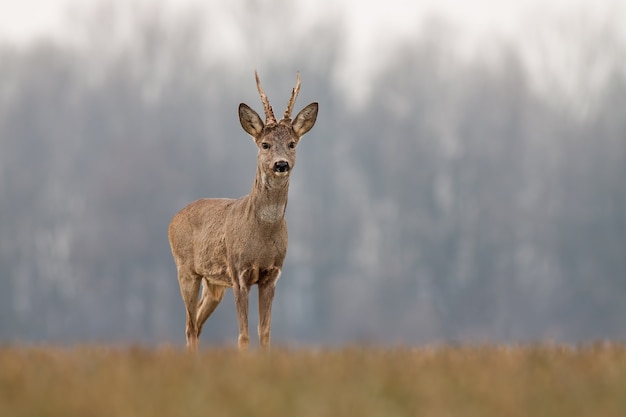 Chevreuil au printemps avec de nouveaux bois