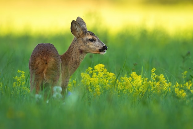 Chevreuil biche debout sur prairie en été nature