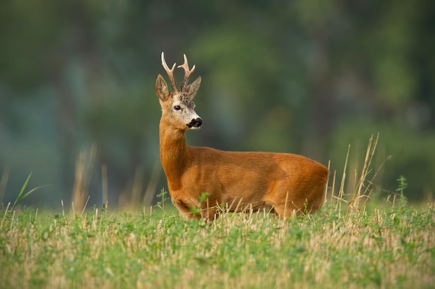 Chevreuil capreolus capreolus buck avec un arrière-plan flou clair