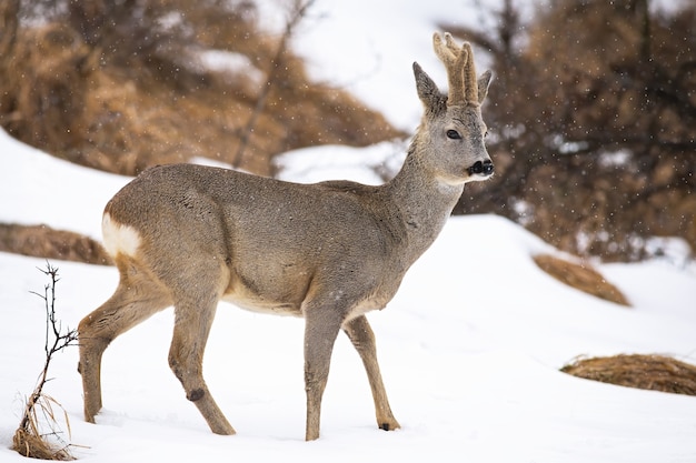 Chevreuil, capreolus capreolus, marche sur clairière enneigée dans la nature d'hiver.