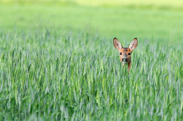 Un chevreuil dans un champ de blé