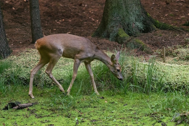 Chevreuil dans la forêt Capreolus capreolus Chevreuil sauvage dans la nature