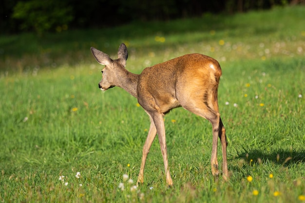 Chevreuil dans la forêt Capreolus capreolus Chevreuil sauvage dans la nature