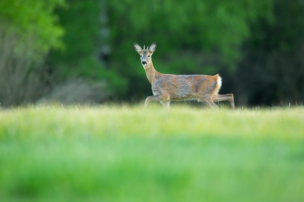 chevreuil dans la nature magique belle faune européenne animal sauvage dans l'habitat naturel