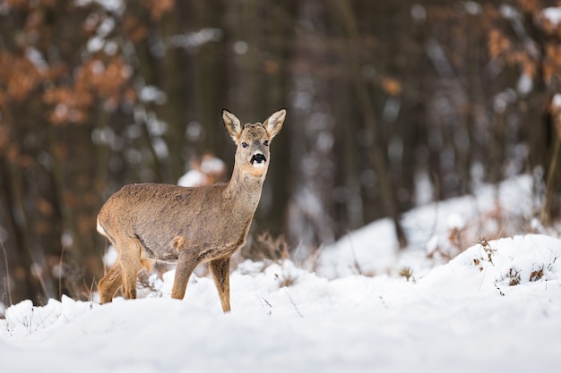 Chevreuil debout dans la forêt dans la nature d'hiver.