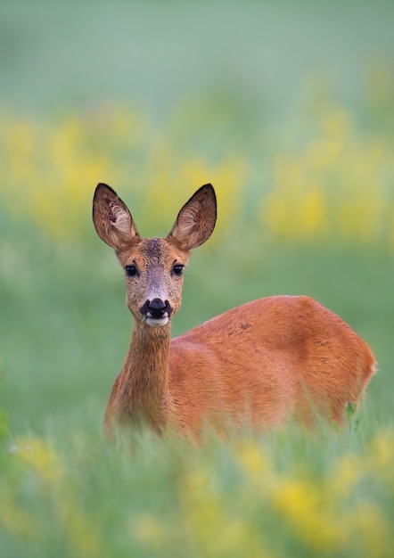 Chevreuil debout dans les hautes herbes vertes sur un pré