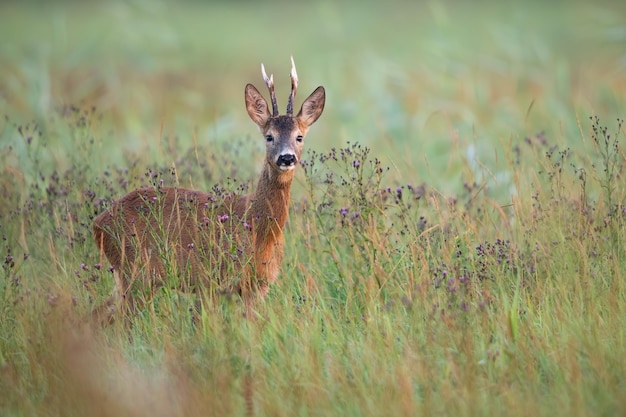 Chevreuil debout dans l'herbe haute le matin d'automne