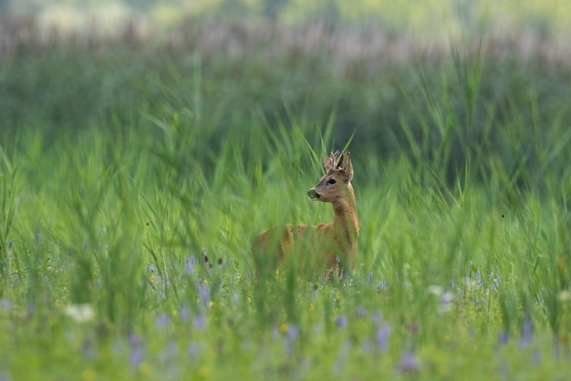 Chevreuil debout dans de longues prairies dans la nature d'été