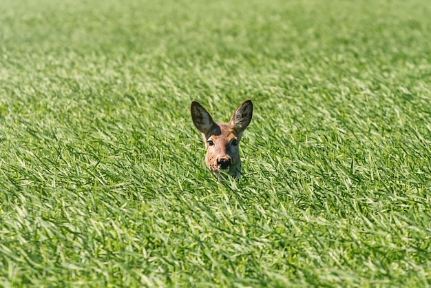 Chevreuil femelle dans le champ de blé. La faune du chevreuil.