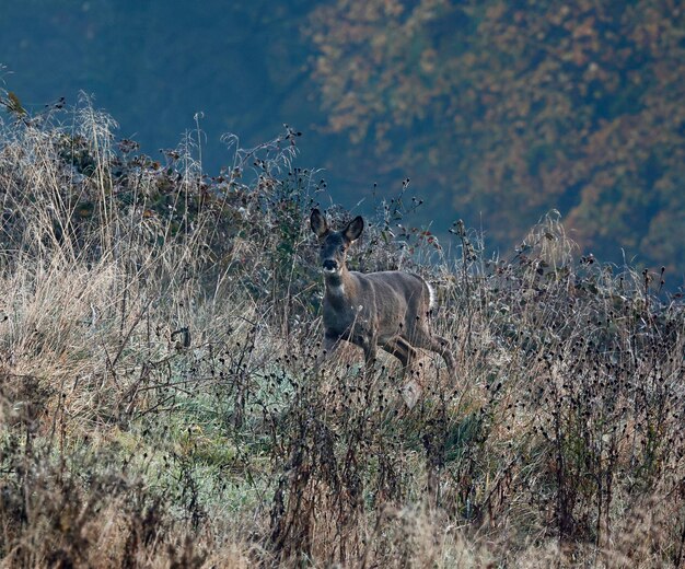 Chevreuil femelle dans le pré