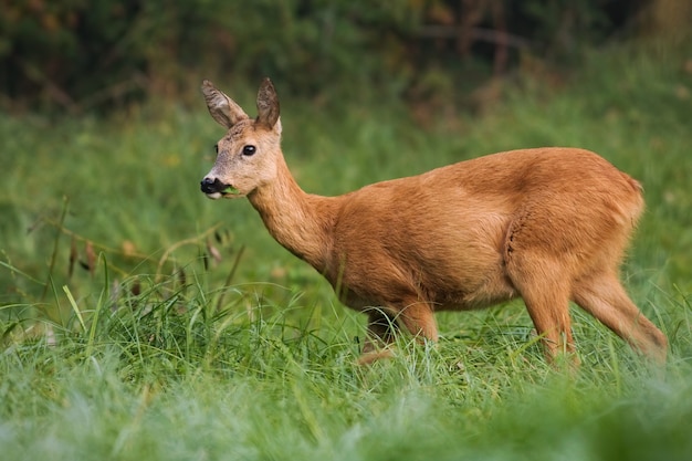 Chevreuil femelle mange de l'herbe