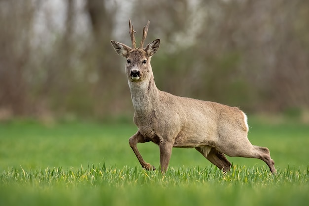 Chevreuil mâle au printemps marchant sur un champ