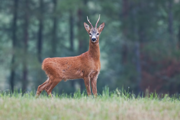 Chevreuil mâle capreolus capreolus buck on meadow