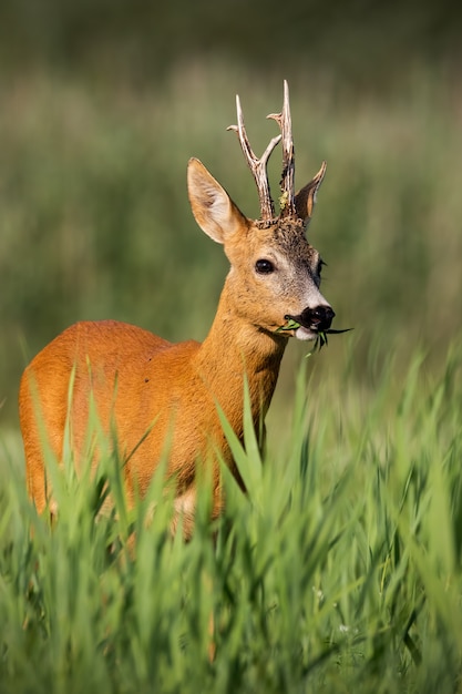 Chevreuil mâle en été caché dans une végétation élevée