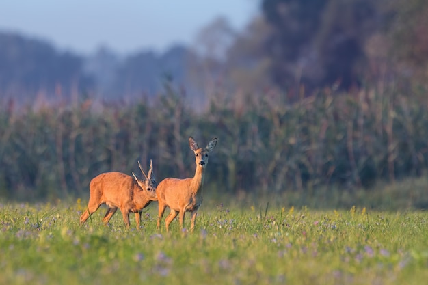 Chevreuil mâle mâle reniflant femelle sur le pré en été.