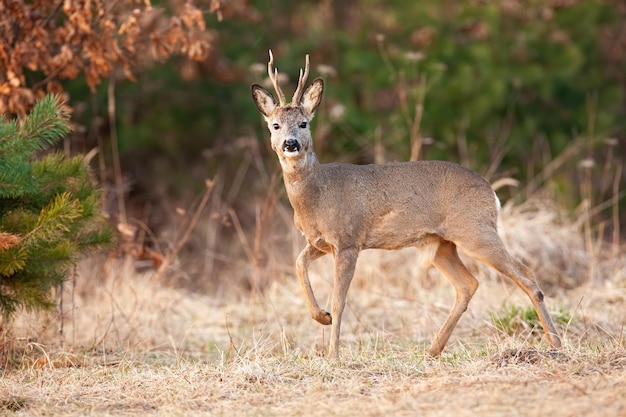 Chevreuil marchant sur une prairie sèche dans la nature printanière