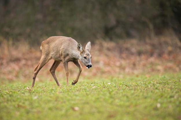 Chevreuil marchant sur de verts pâturages dans la nature printanière