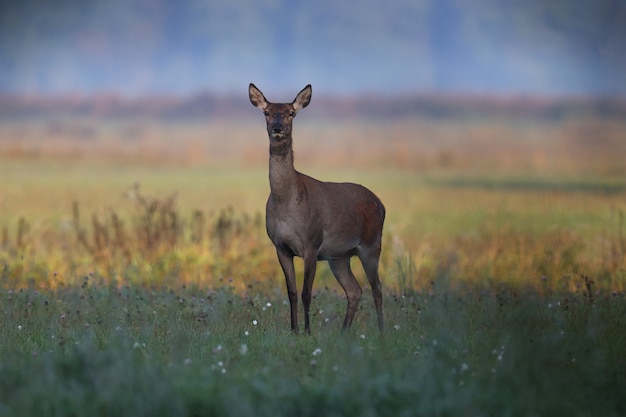 Le chevreuil marche sur un champ vert tôt le matin