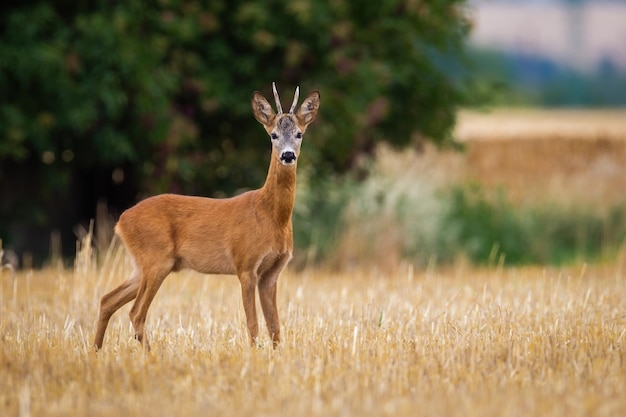 Chevreuil regardant la caméra sur le chaume en été