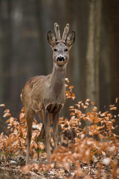 Chevreuil regardant la caméra dans la forêt en tir vertical