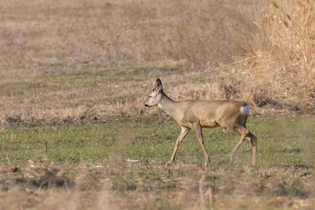 Chevreuil sauvage dans un champ, printemps