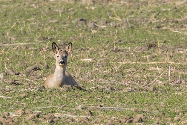 Chevreuil sauvage dans un champ, printemps