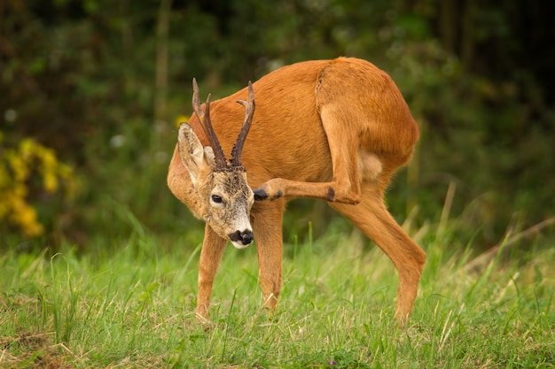 Chevreuil sauvage avec de gros bois se grattant la tête.