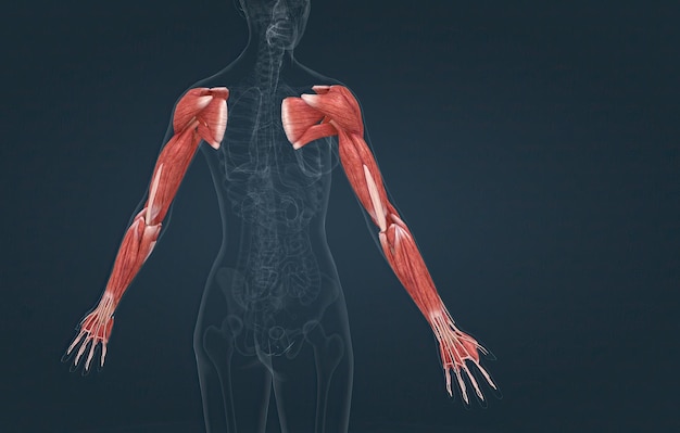 Chez la femme, le muscle grand pectoral latissimus dorsi deltoïde et les muscles de la coiffe des rotateurs se connectent à l'humérus et déplacent le bras