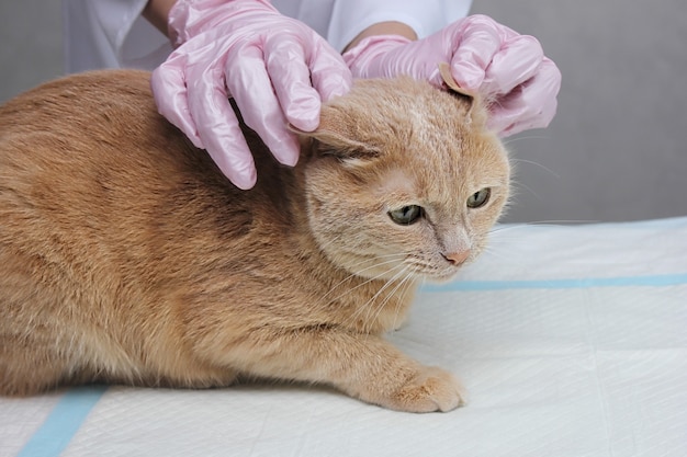 Chez le vétérinaire. L'oreille d'un chat roux est examinée par un vétérinaire. Maladies des oreilles chez le chat. Acarien d'oreille chez le chat.