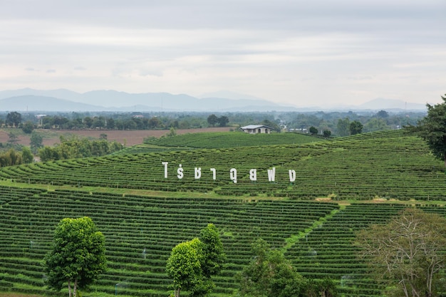 Photo chiang rai thailand 22 décembre 2023 le grand panneau de la plantation de thé choui fong est un point de repère célèbre à chiang rai