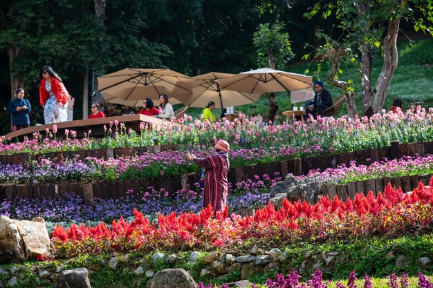 Photo chiang rai thaïlande 23 décembre 2023 des fleurs colorées au jardin de mae fah luang chiang rai, en thaïlande iang rai, un jardin de fleurs froides d'hiver